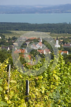 Winery next to village