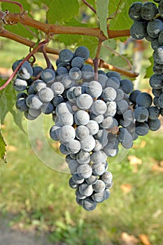 Winery-Pinot Noir Grapes 2 photo