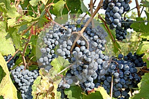 Winery-Pinot Noir Grapes 3