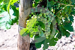 Winery in the Saint Emillion region photo