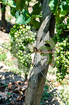 Winery in the Saint Emillion region photo