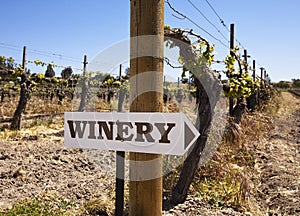 Winery Sign With Old Vines