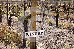 Winery Sign In Vineyard