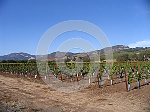 Winery - Sonoma Valley - California