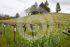 Winery in Sonoma Valley California During Spring