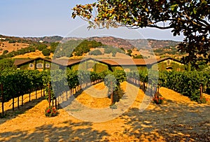 Winery at sunset