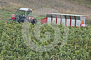 Winery-Tractor-Hopper-Vineyard