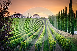 A winery in Umbria, Italy.