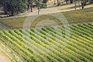 Winery in Victoria, Australia