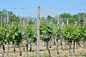 Winery Vineyard