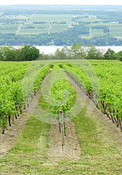 Winery vineyard grapes growing above Seneca Lake