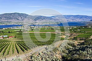 Winery Vineyard Osoyoos British Columbia Canada