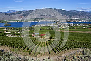 Winery Vineyard Osoyoos British Columbia Canada