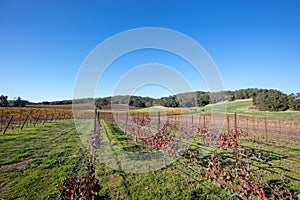 Winery Vineyard in rolling hills of Central California USA