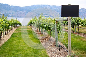 Winery Vineyard Sign With Copy Space