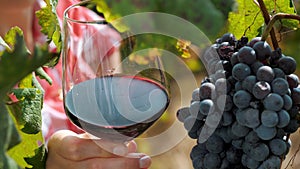 Winery and Wine Business. vineyard. viticulture. close-up. glass of red wine. A large bunch of ripe black grapes. Grape