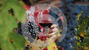 Winery and Wine Business. vineyard. viticulture. close-up. glass of red wine. A large bunch of ripe black grapes. Grape