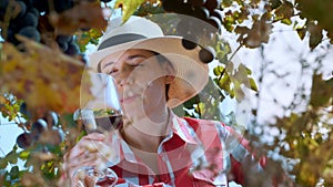 Winery and Wine Business. wine degustation. vineyard. Female sommelier tasting wine, sun breaks through the branches of