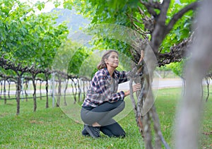 Winery worker or farmer woman sit and check grape vine in the yard or field with day light and she look happy during working