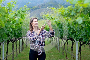 Winery worker or farmer woman stand between the roll of yard check grape vine with day light and she look happy during working