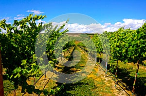 Vineyard Yakima Valley photo
