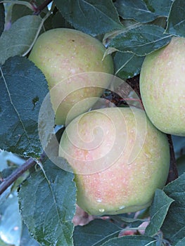 Winesap apple bunch with raindrops hanging on tree photo