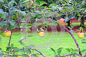 Winesap apples hanging in row on young tree photo