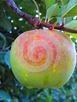 Winesap apple with raindrops hanging on tree photo