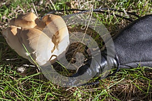 Wineskin or bota bag and bread over green grass photo