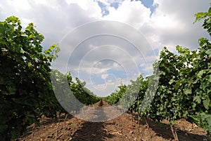 Wineyard