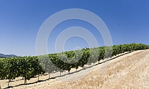 Wineyard