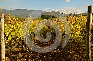 Wineyard in Chianti in Tuscany