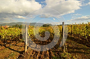 Wineyard in Chianti in Tuscany