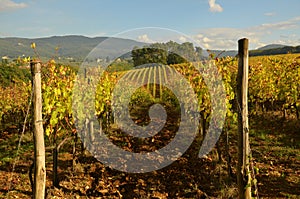 Wineyard in Chianti in Tuscany