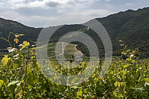 Wineyard in Colchagua valley , Chile , South America