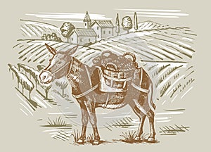 Wineyard and a donkey