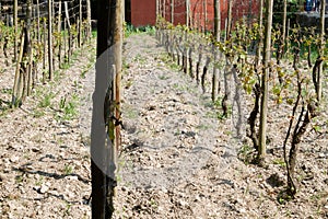 Wineyard at the ecomusee in Alsace