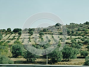 Wineyard garden with trees in Sicily