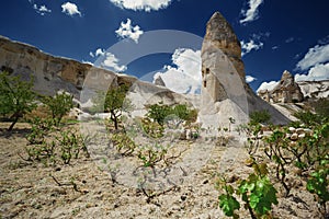 Wineyard at the geological rock formation in Cappadocia