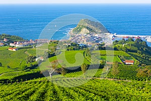 Wineyard Getaria landscape sea