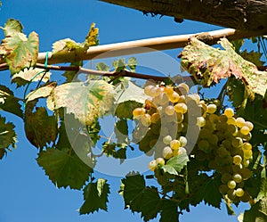 Wineyard grape cluster