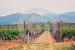 Wineyard with grape rows