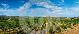 Wineyard with grape rows