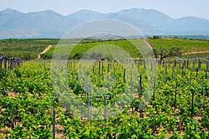 Wineyard with grape rows