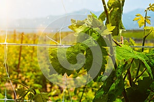 Wineyard with grape rows photo