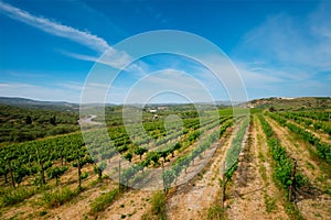 Wineyard with grape rows