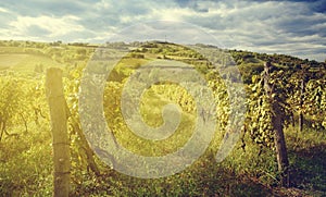 Wineyard landscape