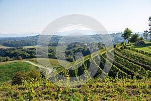 Wineyard in Medimurje county, Croatia