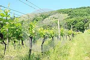 Wineyard on Moravia