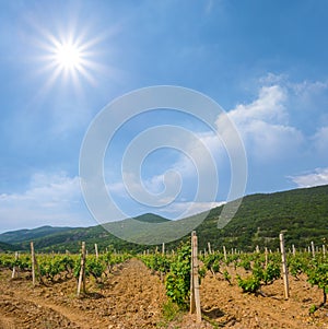 Wineyard in the mountain valley